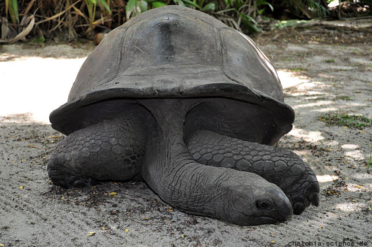 Aldabra-Riesenschildkröte, Aldabrachelys gigantea, – © Thorsten Geier