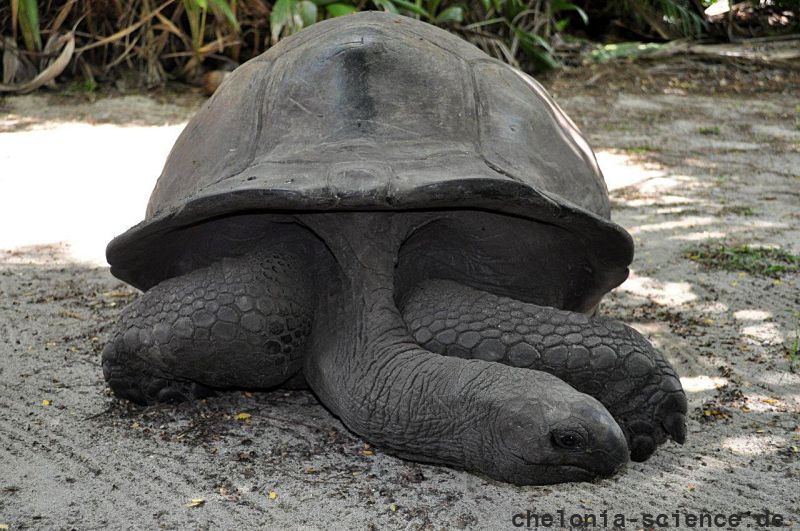 Aldabra-Riesenschildkröte, Aldabrachelys gigantea, – © Thorsten Geier Aldabra-Riesenschildkröte, Aldabrachelys gigantea, – © Thorsten Geier
