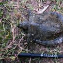 Westliche Knorpel-Weichschildkröte, Amyda ornata phayrei, – © Ei Mon Kyaw