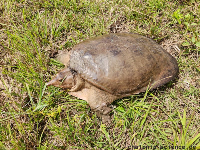 Florida-Weichschildkröte, Apalone ferox, aus den Everglades – © Carl May Florida-Weichschildkröte, Apalone ferox, aus den Everglades – © Carl May
