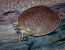 Glattrand-Weichschildkröten, Apalone mutica, – © Michael V. Plummer