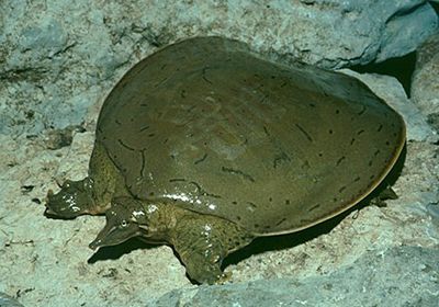 Glattrand-Weichschildkröte, Apalone mutica, – © Michael V. Plummer