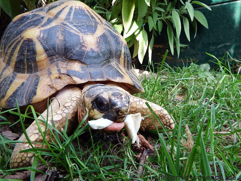 Strahlenschildkröte, Astrochelys radiata, – © Hans-Jürgen Bidmon Strahlenschildkröte, Astrochelys radiata, – © Hans-Jürgen Bidmon