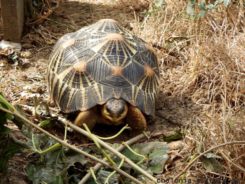 Strahlenschildkröte, Astrochelys radiata, – © Hans-Jürgen Bidmon Strahlenschildkröte, Astrochelys radiata, – © Hans-Jürgen Bidmon