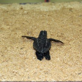 Unechte Karettschildkröte, Caretta caretta, ein Schlüpfling – © Gabriel Soeiro