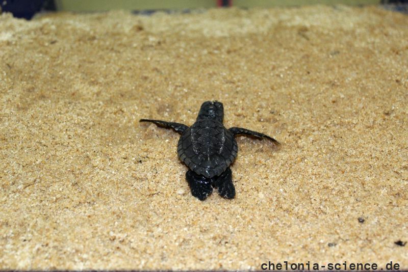 Unechte Karettschildkröte, Caretta caretta, ein Schlüpfling – © Gabriel Soeiro Unechte Karettschildkröte, Caretta caretta, ein Schlüpfling – © Gabriel Soeiro