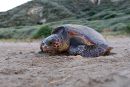 Mediterrane unechte Karettschildkr&ouml;te, Caretta caretta, &ndash; &copy; Dimitris Margaritoulis, Archelon