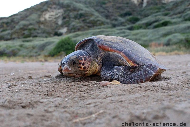 Mediterrane unechte Karettschildkröte, Caretta caretta, – © Dimitris Margaritoulis, Archelon Mediterrane unechte Karettschildkröte, Caretta caretta, – © Dimitris Margaritoulis, Archelon
