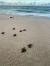Unechte Karettschildkr&ouml;te, Caretta caretta, Schl&uuml;pflinge am Strand &ndash; &copy; Kayla Goforth