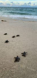 Unechte Karettschildkröte, Caretta caretta, Schlüpflinge am Strand – © Kayla Goforth