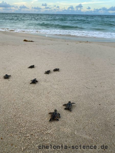 Unechte Karettschildkröte, Caretta caretta, Schlüpflinge am Strand – © Kayla Goforth Unechte Karettschildkröte, Caretta caretta, Schlüpflinge am Strand – © Kayla Goforth