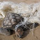 Unechte Karettschildkröte, Caretta caretta, – © Yair Suari