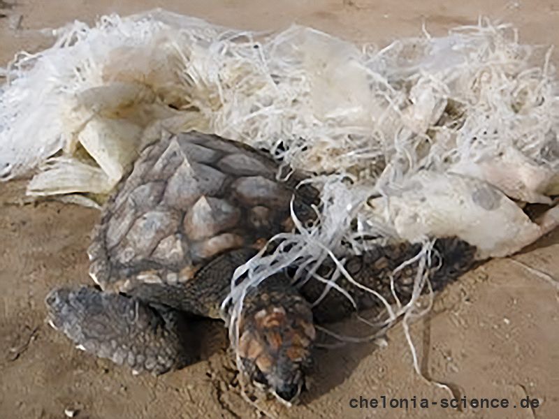Unechte Karettschildkröte, Caretta caretta, – © Yair Suari Unechte Karettschildkröte, Caretta caretta, – © Yair Suari