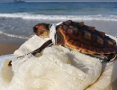 Unechte Karettschildkröte, Caretta caretta, – © Yair Suari