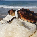 Unechte Karettschildkröte, Caretta caretta, – © Yair Suari