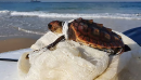 Unechte Karettschildkr&ouml;te, Caretta caretta, &ndash; &copy;&nbsp;Yair Suari