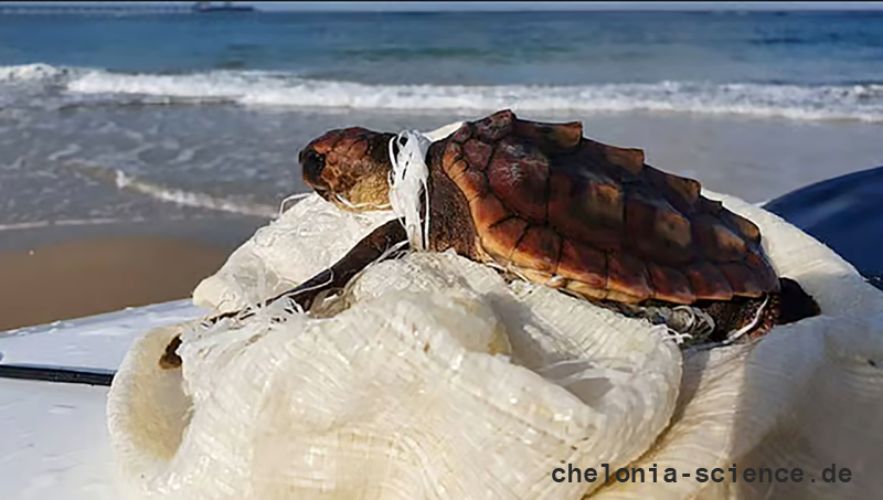 Unechte Karettschildkröte, Caretta caretta, – © Yair Suari Unechte Karettschildkröte, Caretta caretta, – © Yair Suari