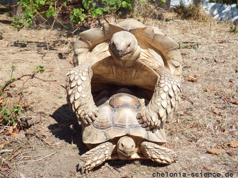 Spornschildkröte, Centrochelys sulcata, – © Hans-Jürgen Bidmon Spornschildkröte, Centrochelys sulcata, – © Hans-Jürgen Bidmon