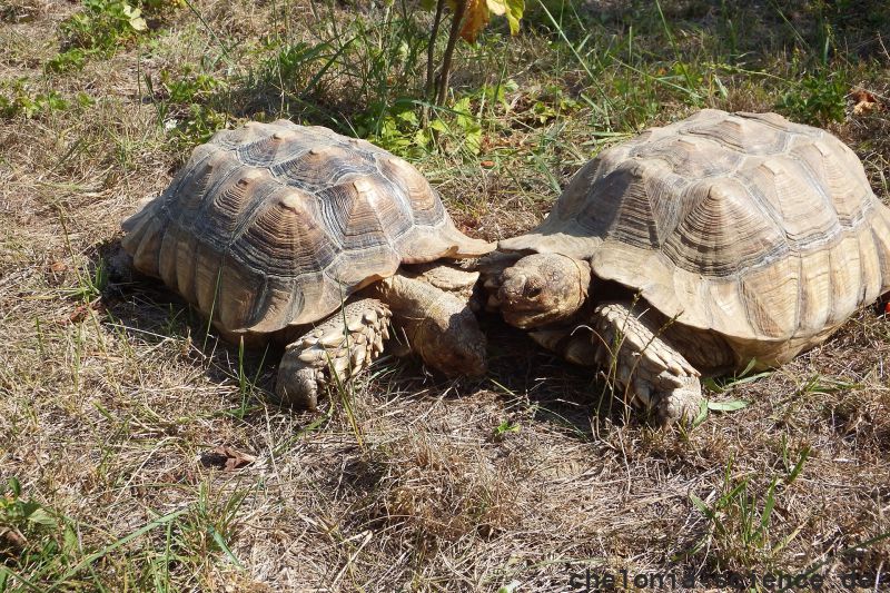 Spornschildkröte, Centrochelys sulcata, – © Hans-Jürgen Bidmon Spornschildkröte, Centrochelys sulcata, – © Hans-Jürgen Bidmon