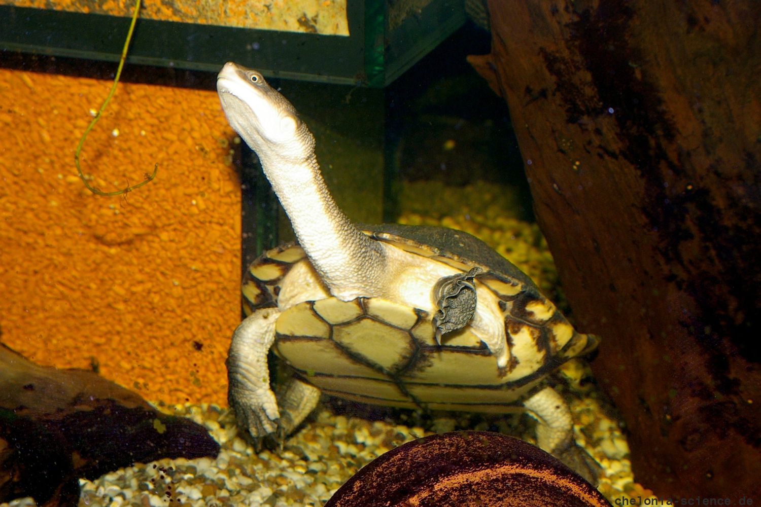 Glattrückige Schlangenhalsschildkröte, Chelodina longicollis, – © Stefan Thierfeldt