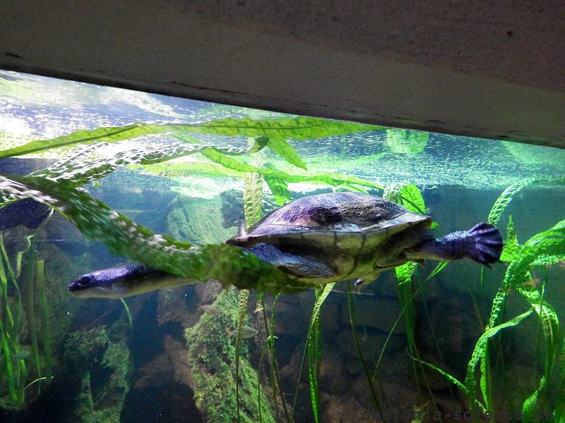 McCords Schlangenhalsschildkröte, Chelodina mccordi, – © Hans-Jürgen Bidmon McCords Schlangenhalsschildkröte, Chelodina mccordi, – © Hans-Jürgen Bidmon