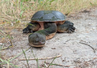 Chelodina oblonga – Siebenrock-Schlangenhalsschildkröte