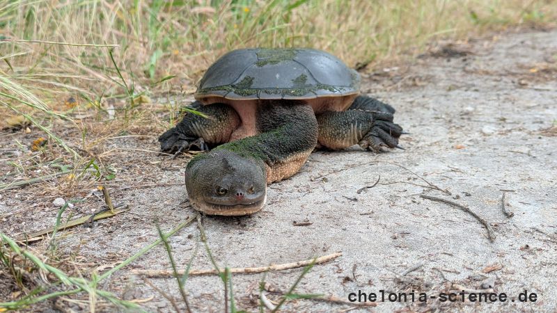 Siebenrock-Schlangenhalsschildkröte, Chelodina oblonga, – © Anthony Santoro Siebenrock-Schlangenhalsschildkröte, Chelodina oblonga, – © Anthony Santoro
