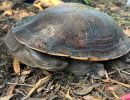 Nordaustralische Schlangenhalsschildkr&ouml;te, Chelodina rugosa, &ndash; &copy; Helene Truscott