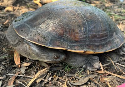 Chelodina rugosa – Nordaustralische Schlangenhalsschildkröte