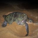 Schwarze Suppenschildkröte, Chelonia agassizii, – © Carlos Delgado-Trejo