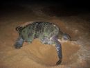 Schwarze Suppenschildkr&ouml;te, Chelonia agassizii, &ndash; &copy; Carlos Delgado-Trejo
