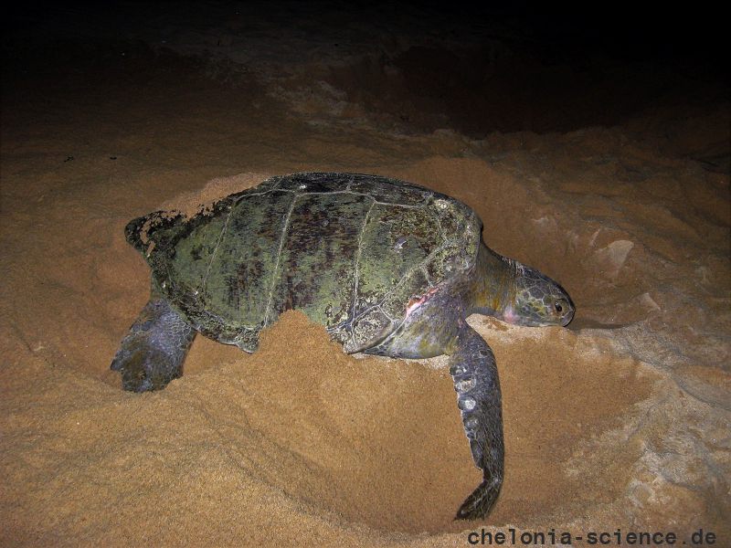 Schwarze Suppenschildkröte, Chelonia agassizii, – © Carlos Delgado-Trejo Schwarze Suppenschildkröte, Chelonia agassizii, – © Carlos Delgado-Trejo