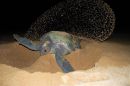 Schwarze Suppenschildkr&ouml;te, Chelonia agassizii, &ndash; &copy; Carlos Delgado-Trejo