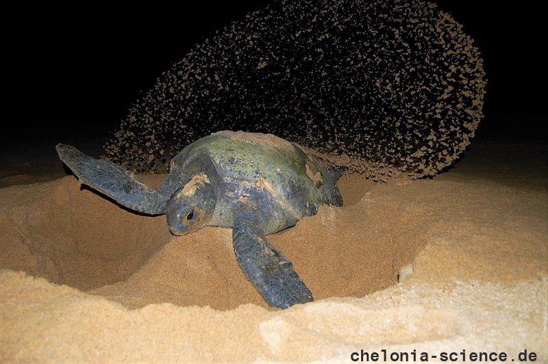 Schwarze Suppenschildkröte, Chelonia agassizii, – © Carlos Delgado-Trejo Schwarze Suppenschildkröte, Chelonia agassizii, – © Carlos Delgado-Trejo