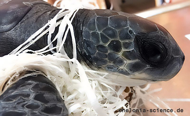 Grüne Meeresschildkröte, Chelonia mydas,  – © Olga Rybak Grüne Meeresschildkröte, Chelonia mydas,  – © Olga Rybak