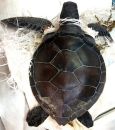 Grüne Meeresschildkröte, Chelonia mydas, – © Olga Rybak Grüne Meeresschildkröte, Chelonia mydas, – © Olga Rybak