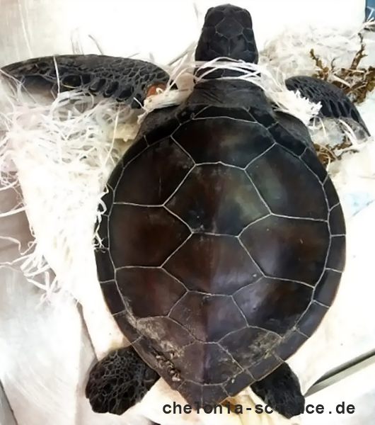 Grüne Meeresschildkröte, Chelonia mydas,  – © Olga Rybak Grüne Meeresschildkröte, Chelonia mydas,  – © Olga Rybak