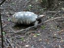 Köhlerschildkröte, Chelonoidis carbonaria, ein adultes Tier in Paraguay – © Hans-Jürgen Bidmon Köhlerschildkröte, Chelonoidis carbonaria, ein adultes Tier in Paraguay – © Hans-Jürgen Bidmon