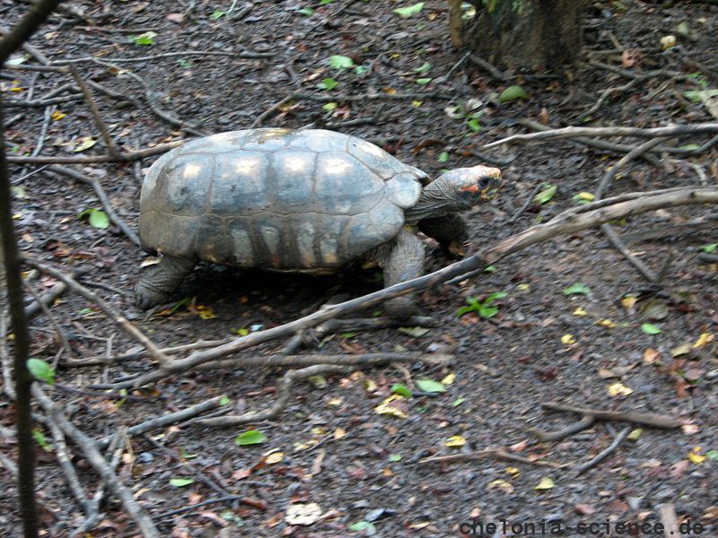 Köhlerschildkröte, Chelonoidis carbonaria, ein adultes Tier in Paraguay – © Hans-Jürgen Bidmon Köhlerschildkröte, Chelonoidis carbonaria, ein adultes Tier in Paraguay – © Hans-Jürgen Bidmon