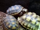 Köhlerschildkröte, Chelonoidis carbonaria, – © Hans-Jürgen Bidmon Köhlerschildkröte, Chelonoidis carbonaria, – © Hans-Jürgen Bidmon