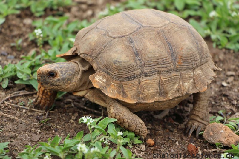 Argentinische Landschildkröte, Chelonoidis chilensis, – © Gerardo C. Leynaud Argentinische Landschildkröte, Chelonoidis chilensis, – © Gerardo C. Leynaud