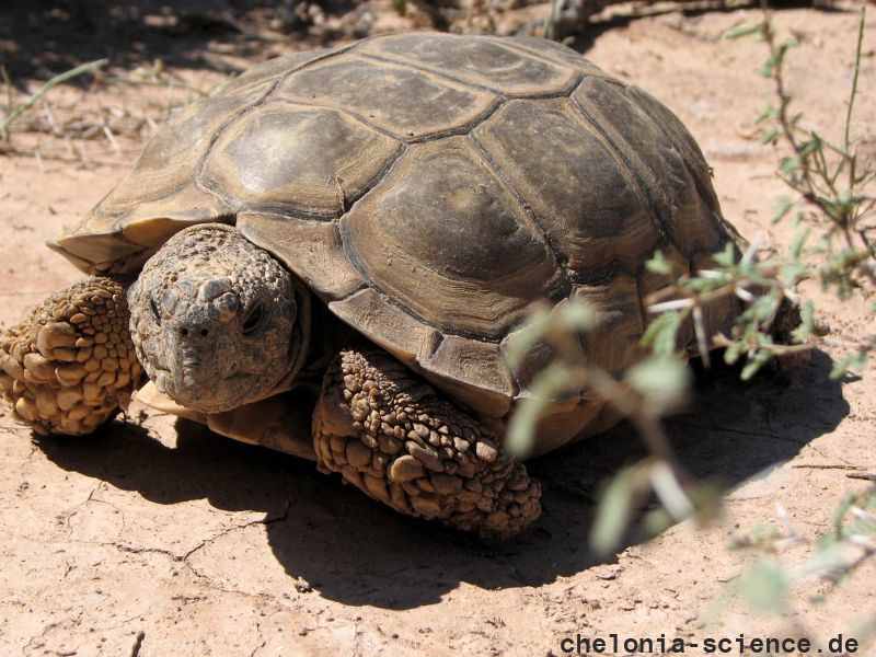 Argentinische Landschildkröte, Chelonoidis chilensis, – © Gerardo C. Leynaud Argentinische Landschildkröte, Chelonoidis chilensis, – © Gerardo C. Leynaud