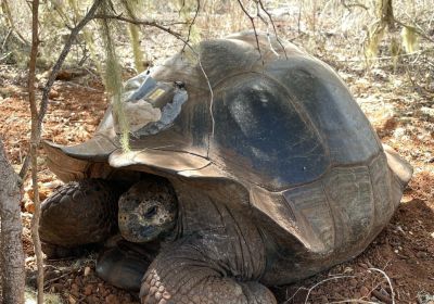 Chelonoidis donfaustoi, – © Emily Buege Donovan