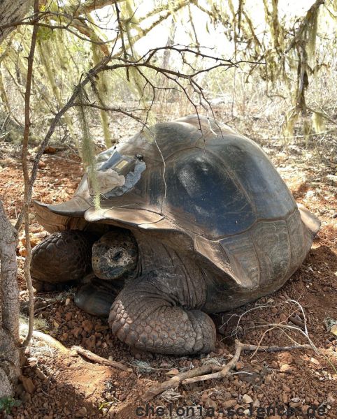 chelonoidis donfaustoi emily buege donovan chelonoidis donfaustoi emily buege donovan