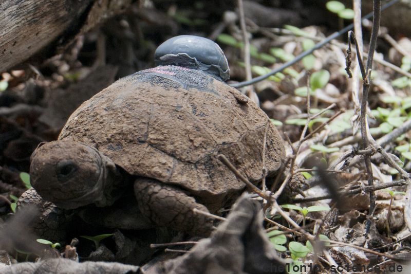 Santa-Cruz-Riesenschildkröte, Chelonoidis porteri, ein senderbestückter Schlüpfling auf Santa Cruz – © Stephen Blake Santa-Cruz-Riesenschildkröte, Chelonoidis porteri, ein senderbestückter Schlüpfling auf Santa Cruz – © Stephen Blake