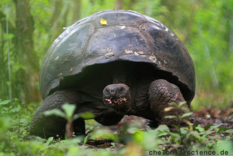 Santa-Cruz-Riesenschildkröte, Chelonoidis porteri, ein wanderndes Tier – © Christian Ziegler Santa-Cruz-Riesenschildkröte, Chelonoidis porteri, ein wanderndes Tier – © Christian Ziegler