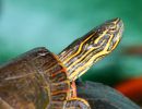 Westliche Zierschildkröte, Chrysemys picta bellii, – © Haushe Suganthan
