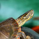 Westliche Zierschildkröte, Chrysemys picta bellii, – © Haushe Suganthan