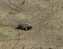 Zierschildkröte, Chrysemys picta, auf der Präzisionswanderung – © Timothy C.  Roth II