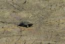 Zierschildkröte, Chrysemys picta, auf der Präzisionswanderung – © Timothy C. Roth II Zierschildkröte, Chrysemys picta, auf der Präzisionswanderung – © Timothy C. Roth II